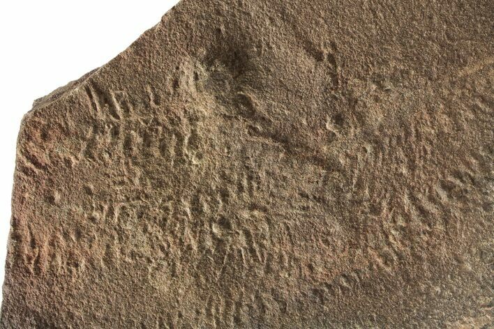 Cruziana (Fossil Trilobite Trackway) - Morocco #253149